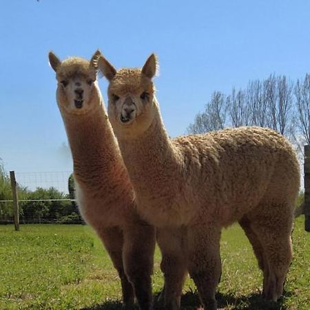 Domaine Ramonjavel, Glamping & Alpaca'S Bed and Breakfast Fongrave Εξωτερικό φωτογραφία