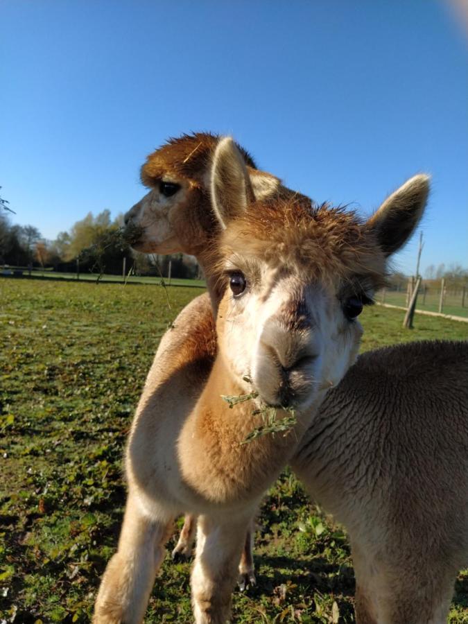 Domaine Ramonjavel, Glamping & Alpaca'S Bed and Breakfast Fongrave Εξωτερικό φωτογραφία